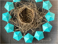 bird_nest_on_the_ground